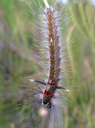 Attēlu rezultāti vaicājumam “Lasiocampidae”
