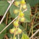 Attēlu rezultāti vaicājumam “Agrimonia eupatoria fruit”