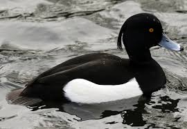 Attēlu rezultāti vaicājumam “Aythya fuligula”