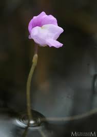 Attēlu rezultāti vaicājumam “Utricularia x neglecta flower”
