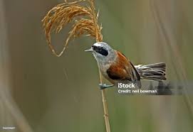 Attēlu rezultāti vaicājumam “Remiz pendulinus adult”