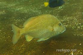 Image result for Haemulon flavolineatum