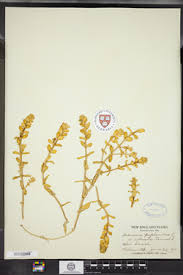 Attēlu rezultāti vaicājumam “Honckenya peploides bud”