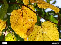 Attēlu rezultāti vaicājumam “Alnus glutinosa leaf”