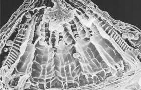 Attēlu rezultāti vaicājumam “Bryum funkii macro”