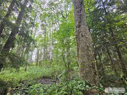 Attēlu rezultāti vaicājumam “Lobaria amplissima”