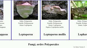 Attēlu rezultāti vaicājumam “Leptoporus mollis”