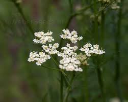 Image result for Carum carvi