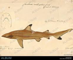 Image result for Carcharhinus melanopterus