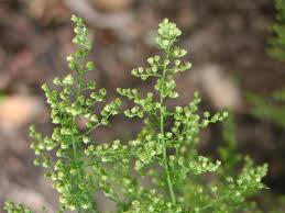 Image result for Artemisia annua