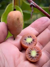 Attēlu rezultāti vaicājumam “Actinidia kolomikta fruit”
