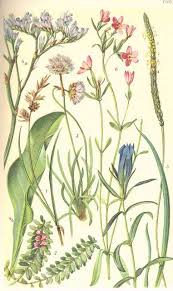 Attēlu rezultāti vaicājumam “Carex arenaria  flower”