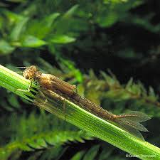 Attēlu rezultāti vaicājumam “Ischnura elegans”