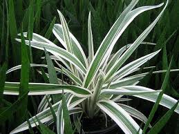 Attēlu rezultāti vaicājumam “Dianemataceae”