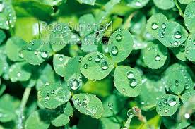 Attēlu rezultāti vaicājumam “Trifolium repens leaf”
