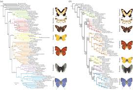 Attēlu rezultāti vaicājumam “Scardia boletella exuvia”