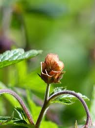 Attēlu rezultāti vaicājumam “Geum rivale bud”