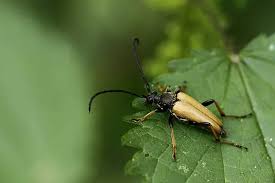 Attēlu rezultāti vaicājumam “Leptura rubra”