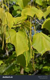 Attēlu rezultāti vaicājumam “Catalpa ovata leaf”