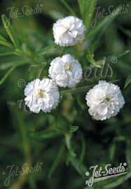 Image result for Achillea Ptarmica