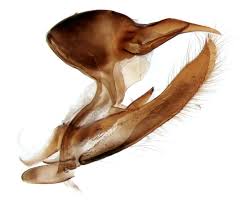 Attēlu rezultāti vaicājumam “Lasiommata megera underside”