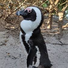 Image result for Spheniscus demersus