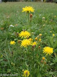 Attēlu rezultāti vaicājumam “Crepis biennis”