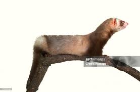 Attēlu rezultāti vaicājumam “Mustela putorius”