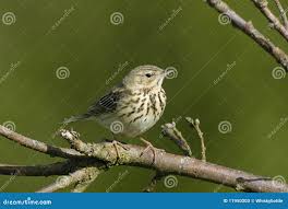 Attēlu rezultāti vaicājumam “Anthus trivialis”