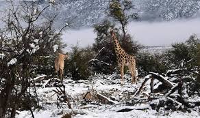 Image result for snow africa