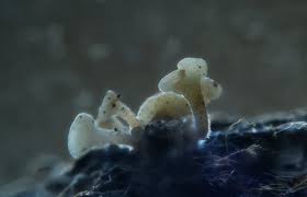 Attēlu rezultāti vaicājumam “Hymenoscyphus fructigenus var. coryli”