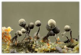 Attēlu rezultāti vaicājumam “Cribraria splendens”