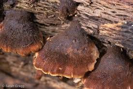 Attēlu rezultāti vaicājumam “Lentinellus ursinus”