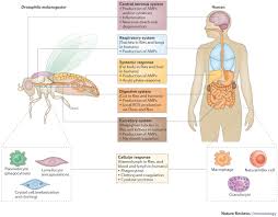 Attēlu rezultāti vaicājumam “Drosophila melanogaster”