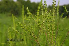 Attēlu rezultāti vaicājumam “Ambrosia artemisiifolia bud”