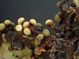 Attēlu rezultāti vaicājumam “Physarum oblatum macro”