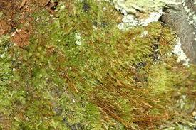 Attēlu rezultāti vaicājumam “Tetraphis pellucida”