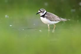 Attēlu rezultāti vaicājumam “Charadrius dubius adult”
