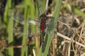 Attēlu rezultāti vaicājumam “Leucorrhinia dubia male”
