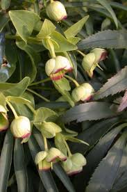 Image result for Helleborus foetidus