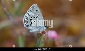 Attēlu rezultāti vaicājumam “Vacciniina optilete underside”