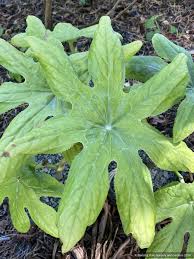 Attēlu rezultāti vaicājumam “Podophyllum hexandrum”