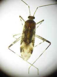 Attēlu rezultāti vaicājumam “Phytocoris sp.”
