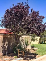 Attēlu rezultāti vaicājumam “Prunus (plum-tree)”
