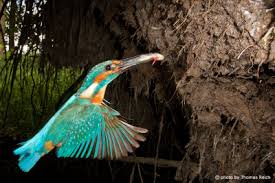 Attēlu rezultāti vaicājumam “Alcedo atthis nest”