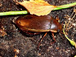 Attēlu rezultāti vaicājumam “Dytiscus dimidiatus”