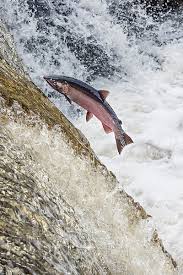 Image result for Oncorhynchus kisutch
