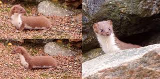 Attēlu rezultāti vaicājumam “Mustela nivalis”