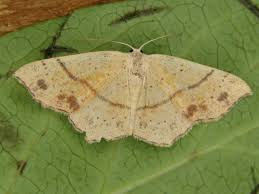 Attēlu rezultāti vaicājumam “Cyclophora punctaria”