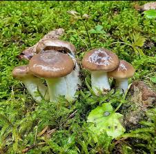 Attēlu rezultāti vaicājumam “Gomphidius glutinosus”